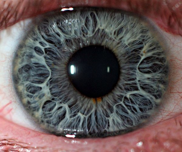 40 фактов о глазах