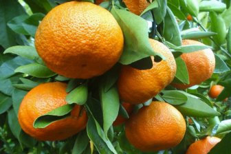 Электроэнергию в Испании теперь вырабатывают из апельсинов