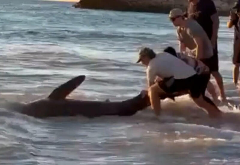 Посетители пляжа спасли акулу