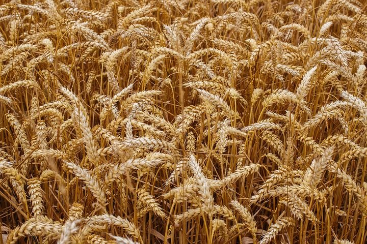 Генсек ООН призвал вернуть удобрения и продукты из РФ, Украины и Белоруссии на мировой рынок