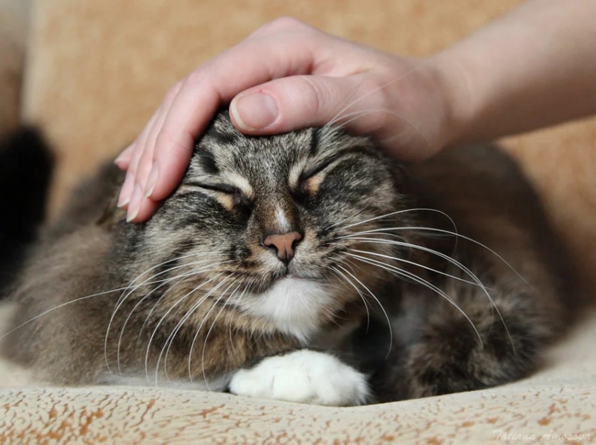 Как на самом деле нужно гладить кошек: мнение ученых