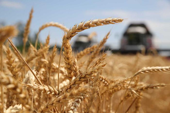 Россия с начала года сократила экспорт зерна на 17,6%