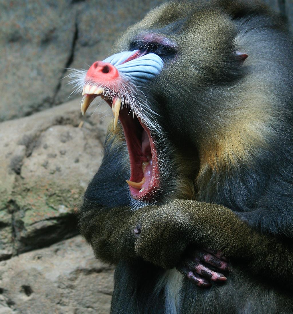 Иммунолог считает, что оспа обезьян может быть модифицирована в лабораториях, чтобы вызвать пандемию