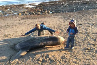В Южной Калифорнии на берег выбросило загадочное существо