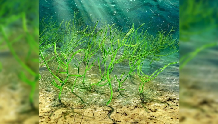 Родственники современных растений: обнаружены зелёные водоросли возрастом миллиард лет