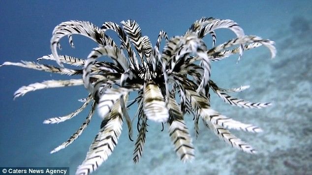 Морские лилии, или криноидеи, — один из классов иглокожих.