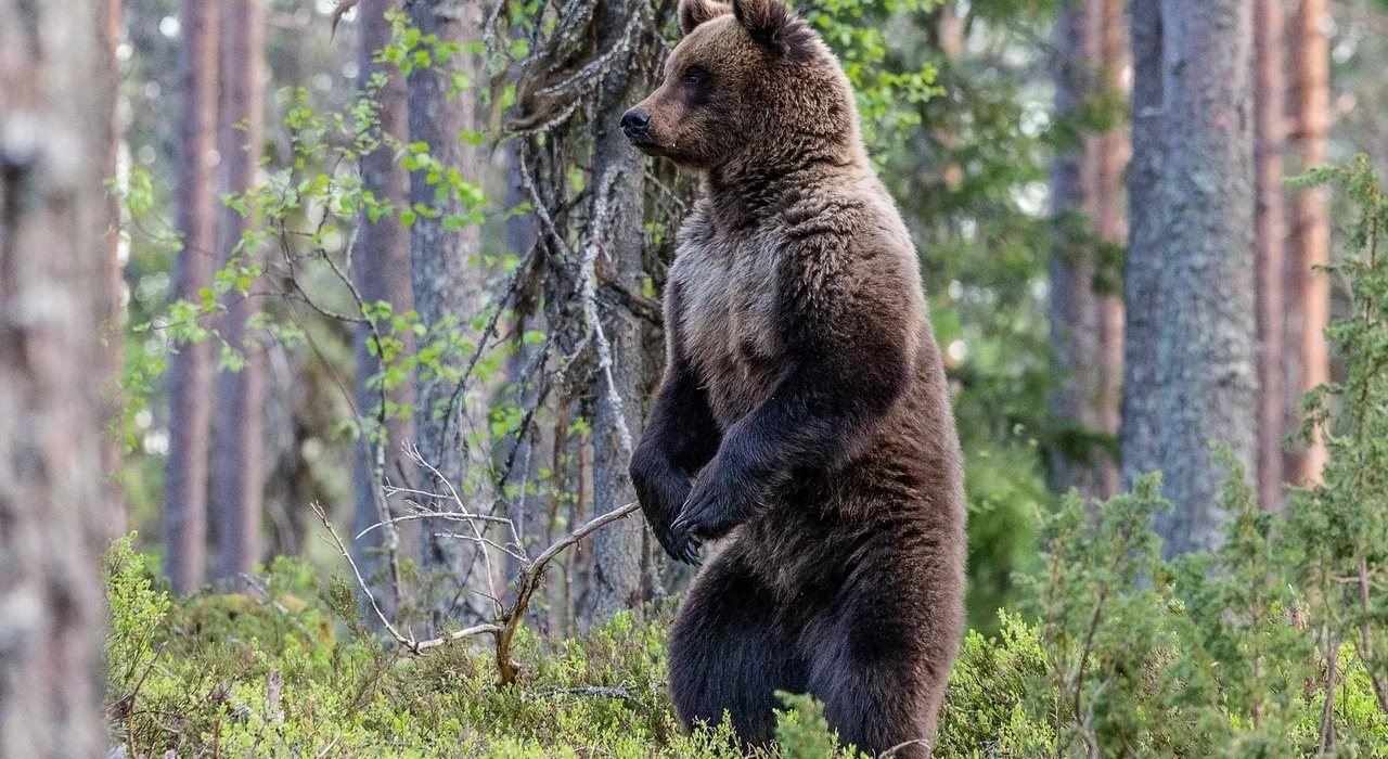 на Сахалине медведь устроил погоню за рыбаками
