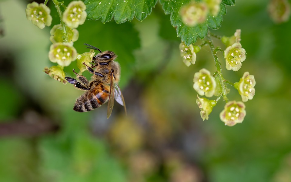Саратовские фермеры жалуются на массовую гибель пчел