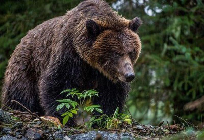 В Якутии рабочие жестоко убили медведя