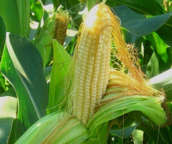 Страны ЕС начали получать украинскую кукурузу вместо пшеницы