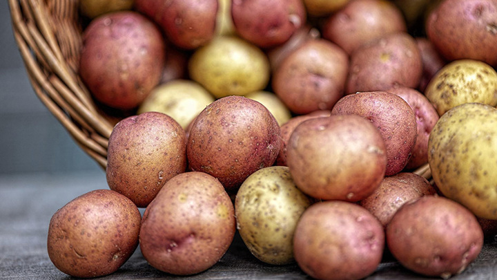 Ученые из Твери разработали препарат для повышения урожайности картофеля