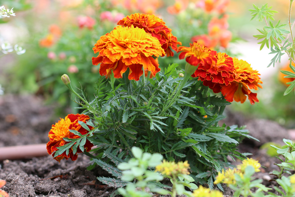 Бархатцы в саду: польза, популярные сорта и выращивание неприхотливых цветов