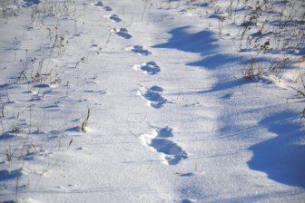 Охотники на снежного человека обнаружили огромные следы шириной 20 сантиметров