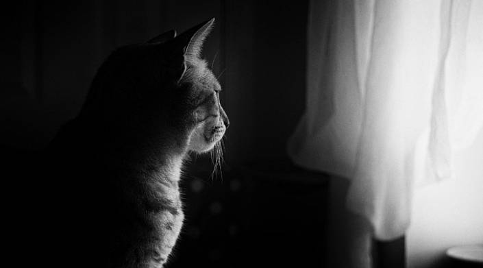 Вислава Шимборска. «Кот в пустой квартире»