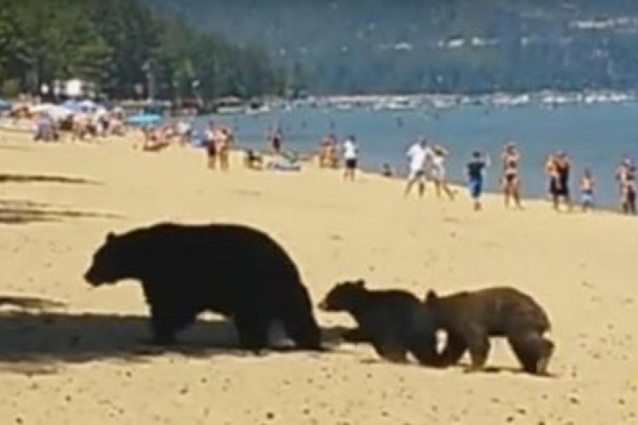 САМЫЙ обычный день в России — Медведи и люди отдыхают на одном пляже на Байкале