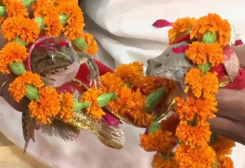 Изнывающие от жары индийцы устроили свадьбу лягушек, чтобы вызвать дождь