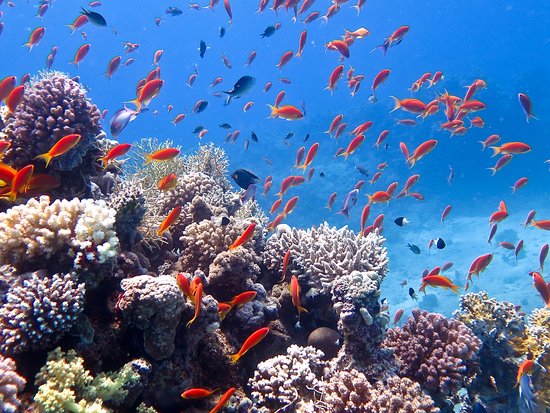 Потрясающие подводные чудеса Красного моря