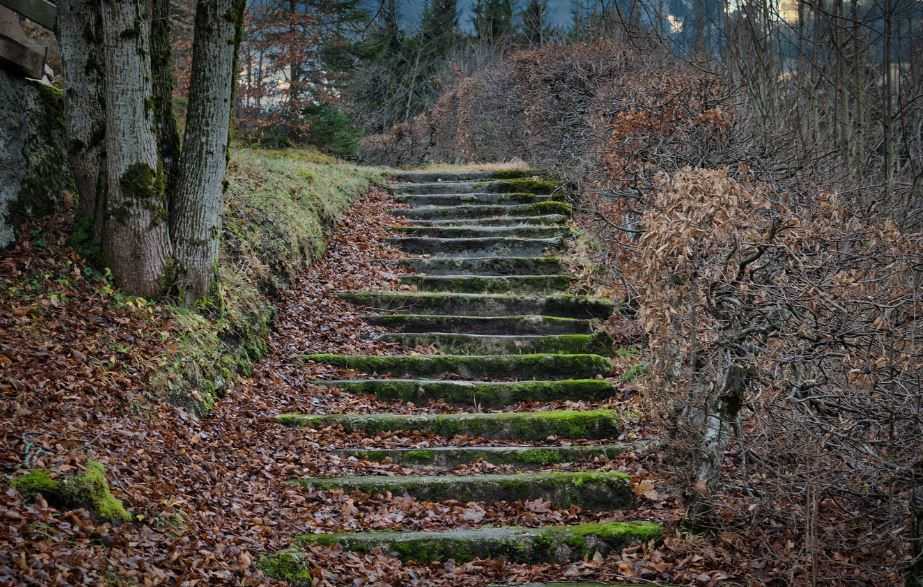 Лестницы, одиноко стоящие в лесу, и жуткие истории о них