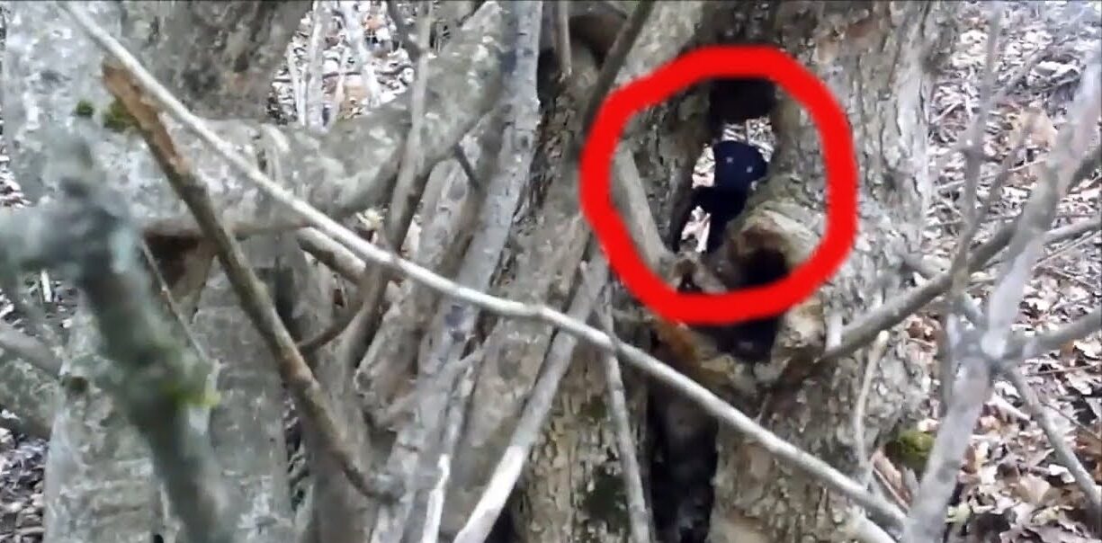 Загадочное существо было снято на камеру в российском лесу