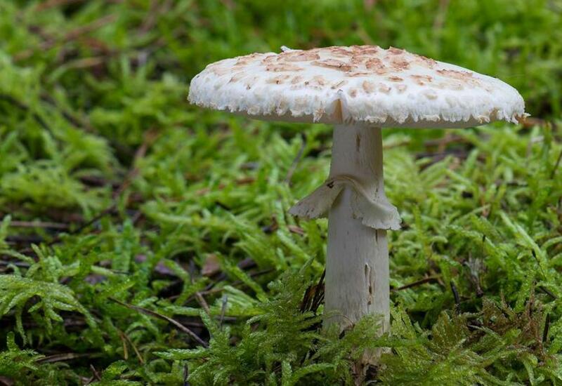 Как уберечь детей от ядовитых грибов в лесу
