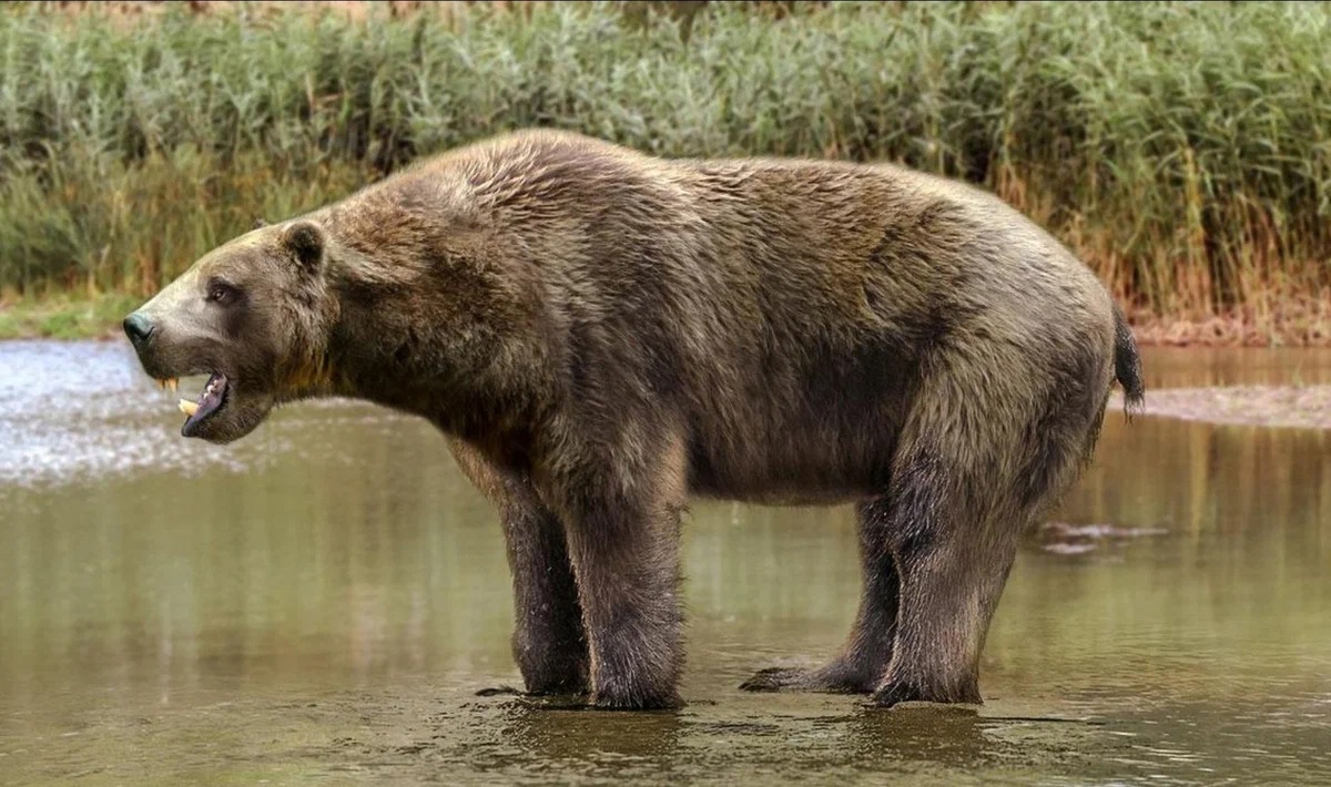 Загадочная находка на Урале: первобытный медведь возрастом 35 000 лет удивил ученых