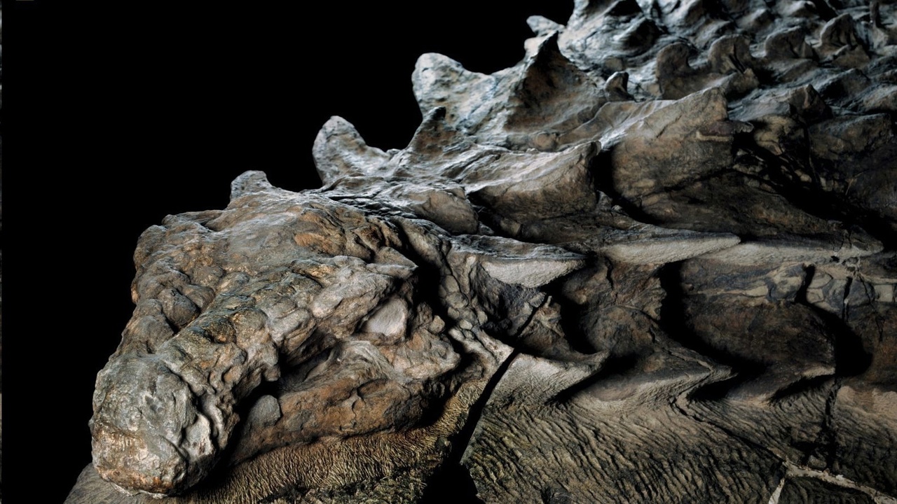 Уникальная находка ученых — мумия динозавра