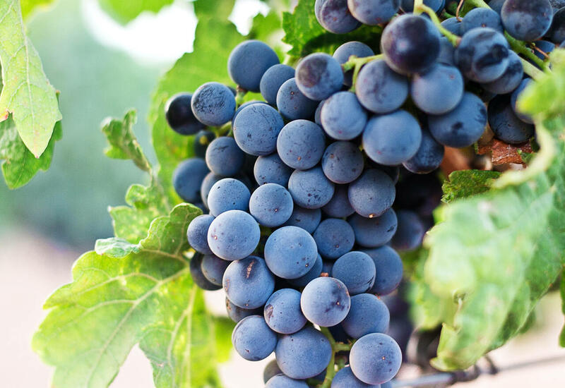 влияние винограда на продолжительность жизни
