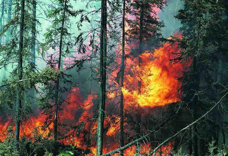 Площадь лесных пожаров в России увеличилась более чем на 17 тыс. га