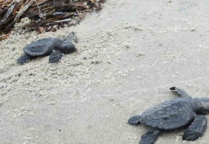 На островах Луизианы появились крохотные черепахи