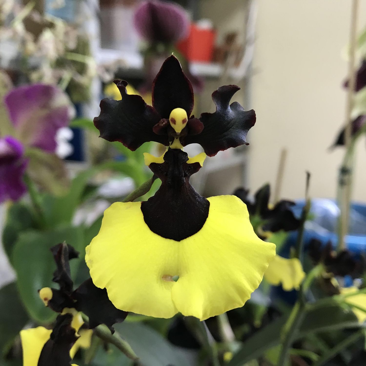 Орхидея Gomesa Jiaho Queen