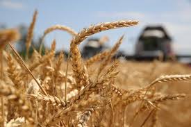Цены на зерновые на мировом рынке стабилизировались