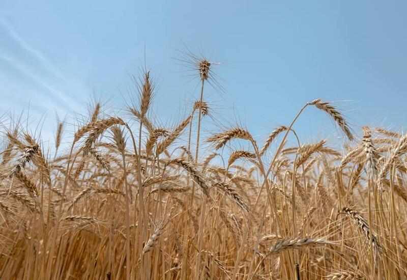 Бангладеш купит у России 500 тысяч тонн пшеницы за доллары