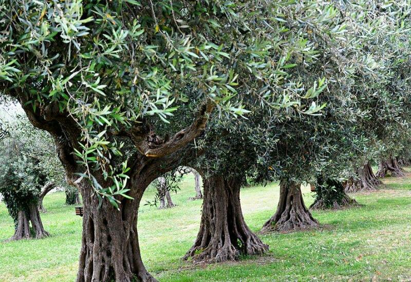 Урожай испанских оливок оказался под угрозой