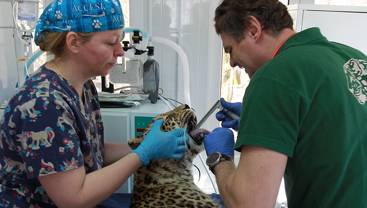 Стоматолог для леопарда: Олимпии удалили сломанный клык