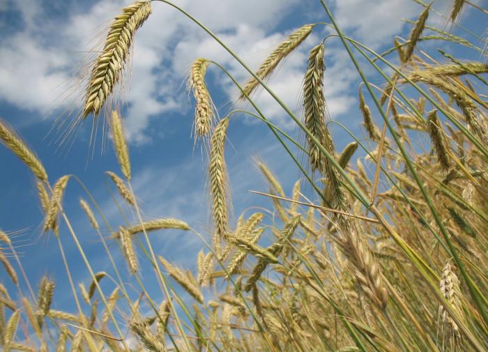 Неожиданная правда об украинском зерне: оно – продукт гигантов ГМО-агробизнеса США