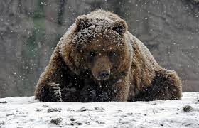 Берегитесь русского медведя. Недоеденные медведем рассказывают.