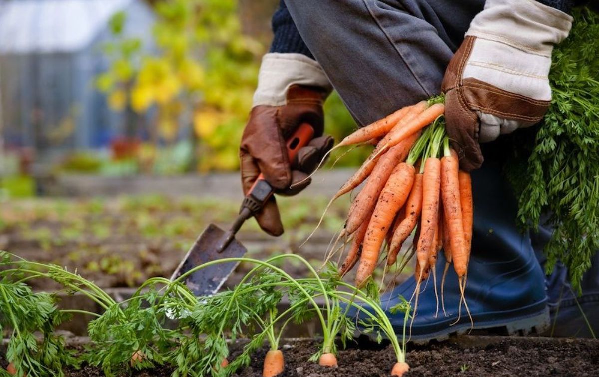 Как понять что пора копать морковку