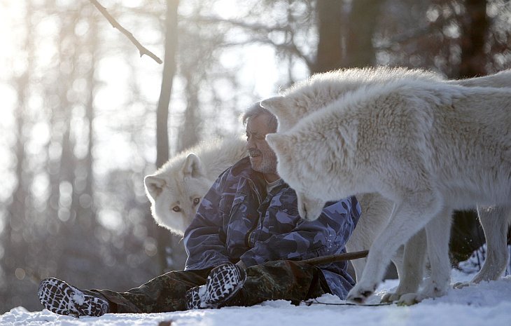 Волки могут привязываться к людям также сильно, как и собаки