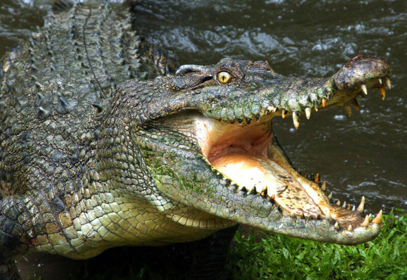 На юге Шри-Ланки мужчина погиб в результате нападения крокодила
