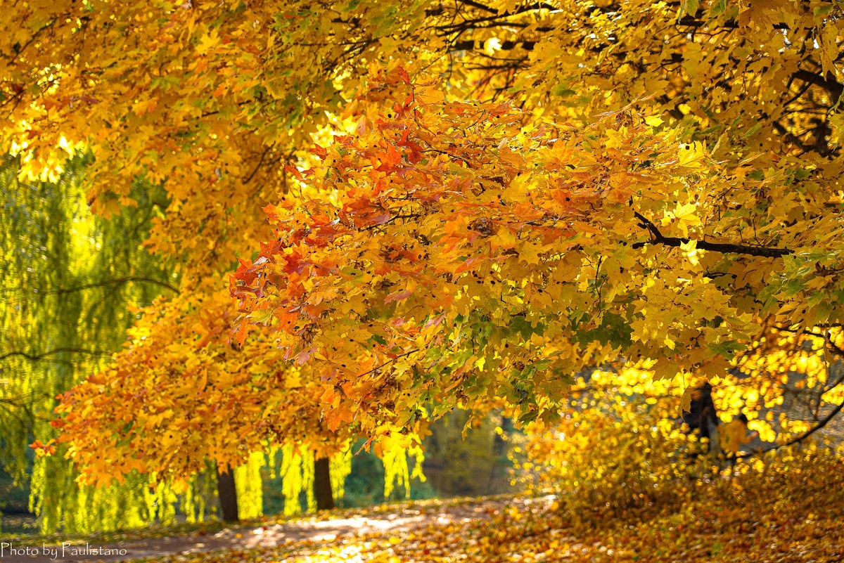 Золотой октябрь: краски на холсте
