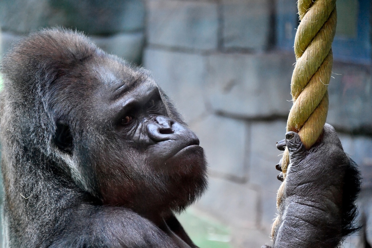 Гориллы в зоопарке изобрели новый вид криков для общения с людьми