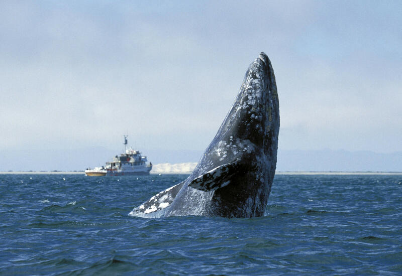 Численность серых китов в Северной Америке сокращается