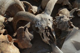 Египетский колокольчик из черепа барана снова зазвонил спустя 1000 лет