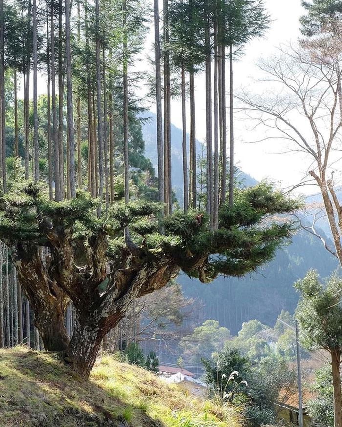 Японцы уже 700 лет производят древесину, не вырубая деревья