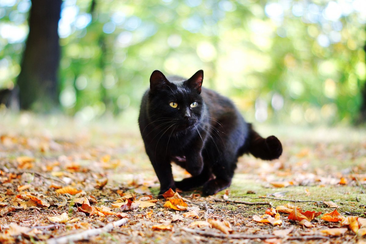 Чёрный кот, перебегающий вам дорогу, означает, что животное куда-то идёт. Не усложняйте жизнь ни себе, ни ему!