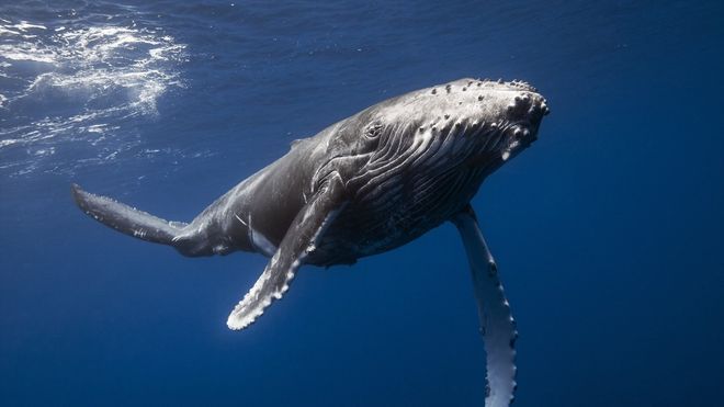 Самый одинокий кит в мире – это кит 52 Герца