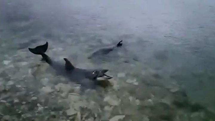 В Черном море ищут четырех афалин, выброшенных хозяином дельфинария