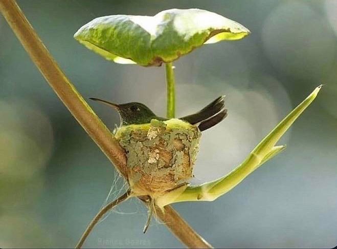 Это гнездо колибри с крышей из листьев для защиты от солнечного света