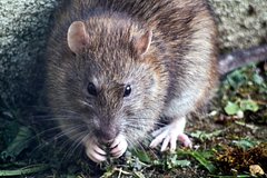 Полиция обвинила крыс в исчезновении 600 килограммов конопли