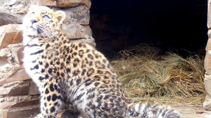 В Приморье спасенного котенка леопарда поместили в новый вольер